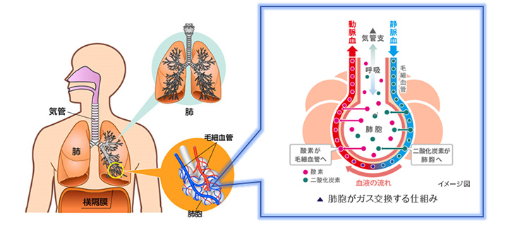 肺がん 病気について知る 人間ドック 健診会 東京メディカルクリニック